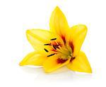 Yellow lily. Isolated on white background