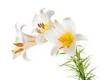 Three white lily. Isolated on white background