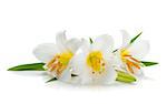 Three white lily. Isolated on white background