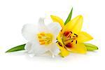 White and yellow lily. Isolated on white background