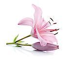 Pink lily. Isolated on white background