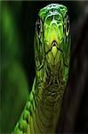 Beautiful looking green snake.
