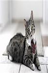 Corporate cat on short tie.