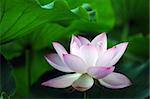 Lotus flower and plant in a pond