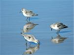 Sandpipers searching for food at Long Beach, WA.