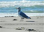 Seagull strutting around in the sand at Long Beach, WA