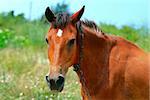 Horse in the meadow.