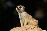 Alert meerkat (Suricata suricatta) on guard on top of an anthill, South Africa