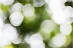 Blurred lights green bokeh abstract light background