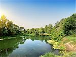 Calm river in the forest at the sunset