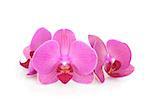 Three pink orchid flowers. Isolated on white background