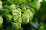 Fresh hop cone on the branch. Closeup.