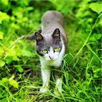 cat with green eyes in grass at summer day