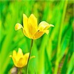 yellow tulip in grass at summer day