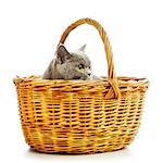 blue british shorthair cat in basket, isolated on white