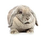 gray lop-earred rabbit, isolated on white background