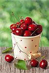 Sweet cherry in a ceramic bucket polka dot.