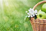 Ripe green apples with flowers in basket and green grass background