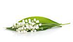 Lily of the valley. Isolated on white background