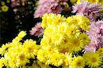 combination of colorful blooming chrysanthemums