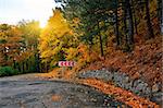 road sign in the autumn forest