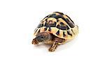 cute reptile - Hermann's tortoise  (Testudo hermanni) on white background