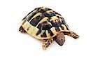 baby of Hermann tortoise reptile on white background