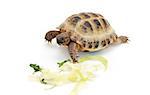 Russian (Asian) tortoise eating cabbage over white background