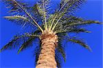 Palm tree at sunset light