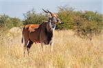 Eland antelope (Tragelaphus oryx) in natural habitat, South Africa