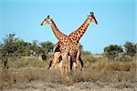 Two giraffe bulls (Giraffa camelopardalis), South Africa