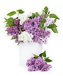 Lilac flowers in vase. Isolated on white background
