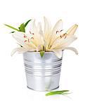 White lily flowers in bucket. Isolated on white background
