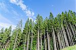 pine forest under cloudy blue sky in mountain Carpathians