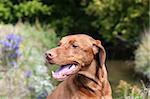 A Vizsla dog sits on the bank of a stream in autumn.