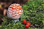 Fly-agaric in forest with little green mushrooms and red berry