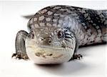 blue tongue lizard frontal on white background