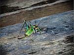 Image of a colourful Locust on a wooden surface