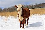 A young Hereford steer ( bullock ) grazing in a snow covered grass field.
