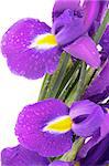 Two Beautiful Purple Dutch Iris with Water Droplets close upon white background