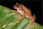 Brown-backed tree frog (Leptopelis mossambicus), South Africa