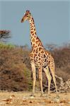 A large giraffe bull (Giraffa camelopardalis), Etosha National Park, Namibia