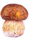 Perfect Fresh Raw Porcini Mushroom isolated on white background