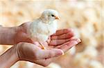 Female hands holding a chick in chicken farm.