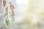 background of frozen leaves on the branch under the frost and sun