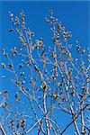 willow branches with buds of spring on the background of blue sky