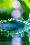 Macro shot of beautiful green grass with dewdrops leaning over peaceful water.