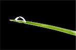 Water drop on green grass blade. Isolated over black background.