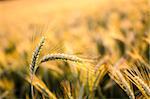 Closeup of wheat ears with wheat field in background.