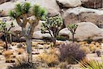 Joshua Tree National Park, USA. Detail of this amazing and unique place
